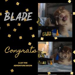 Blade - Red and white male Siberian Husky puppy in Spring Hill, Florida from Whitmore Wolfpack LLC
