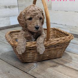 Hawaii - Apricot female Goldendoodle puppy in Cambridge, Minnesota from Country Meadow Doodles