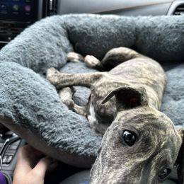 Poodle and Whippet All Grown Up from Charleston Reds Standard Poodles and Whippets