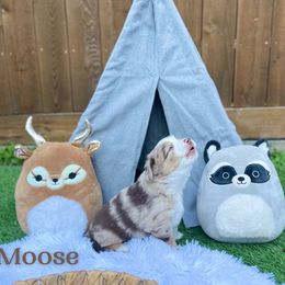 "Issac" Australian Shepherd and Miniature Australian Shepherd Puppies from Integrity Aussies Tx