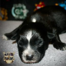 Binx - Black & white male Australian Shepherd puppy in El Dorado Springs, Missouri from HP Aussie Kennels