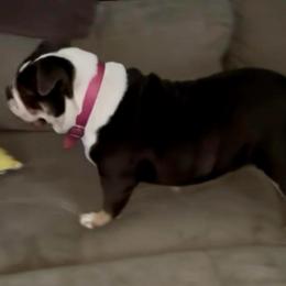 Bluey - Bulldog