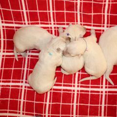 Berger Blanc Suisse Puppies from Apex Winters Wind