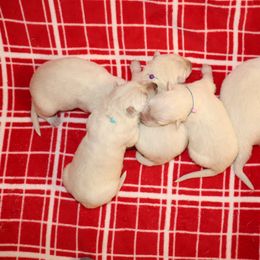 Berger Blanc Suisse Puppies from Apex Winters Wind