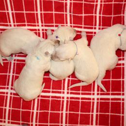 Berger Blanc Suisse Puppies from Apex Winters Wind