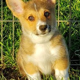 Pembroke Welsh Corgis from Highbrow Corgis