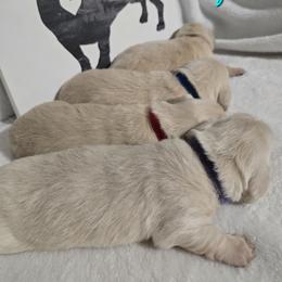 Basset Hound and Dachshund Puppies from V's Southern Angels