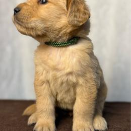 Willow - Golden female Golden Retriever puppy in Touchet, Washington from Northwest Rainbow Aussies and Golden Retrievers