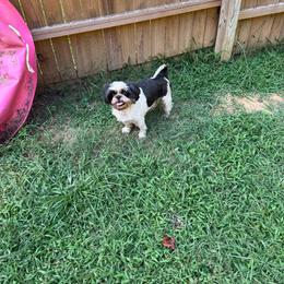 Molly - Black and white female Shih Tzu puppy in Walkertown, North Carolina from Lil’ Bit’s Shih Tzu