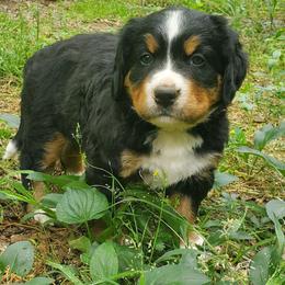 Girl 2 - Black rust and white female Bernese Mountain Dog puppy in Nicholson, Georgia from Bernese Mountain Dogs of Pony Trail Farm