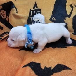 Curly - White male American Bulldog puppy in Homestead, Florida from BackyardfinestBullys
