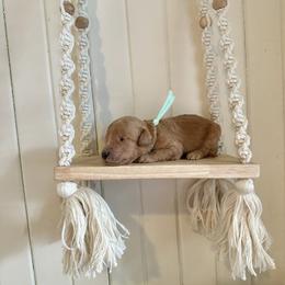S'mores - Apricot female Goldendoodle puppy in Montgomery, Texas from Dacus Doodles