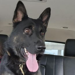German Shepherd puppies from Fyrestorm Shepherds