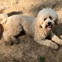 Double Doodles, Goldendoodles, Labradoodles, Poodles, and Yorkshire Terriers from Cotton Rack Farms