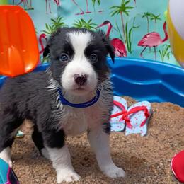 Robin (Ërdën) - Black and white male Border Collie puppy in Max, Nebraska from Stag Valley Homestead