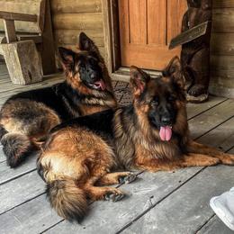 Hope - German Shepherd