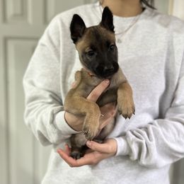 Girl 4 - Silver brindle Dutch Shepherd puppy in Watertown, Connecticut from APACHE CANINE