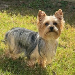 NOIR - Yorkshire Terrier
