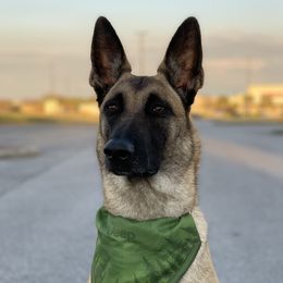 R'Brioche della legione nera - Belgian Malinois