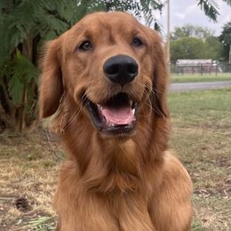 Cooper - Golden Retriever