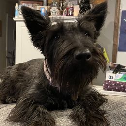 Duchess - Scottish Terrier