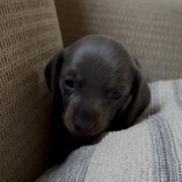 Boy 2 - Blue and tan male Dachshund puppy in La Fayette, Illinois from Dachshunds of Tales