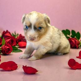 El Urbach - Red merle female Australian Shepherd puppy in Statesville, North Carolina from Charming Australian Shepherds