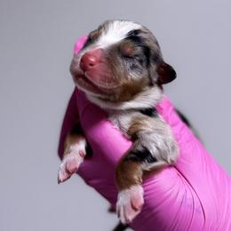 Aster - Blue merle male Australian Shepherd puppy in Orlando, Florida from Skaky Shepherds
