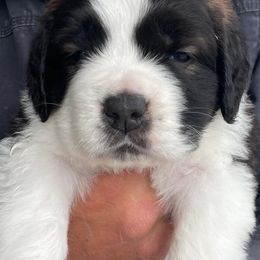 Newfoundlands, Saint Berdoodles, and Saint Bernards from Blue Heart Kennel