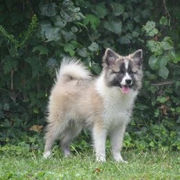 Rowan - male Nenets Herding Laika puppy in Manns Choice, Pennsylvania from Mystic Winds Kennel
