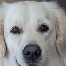 Vivi - Golden Retriever