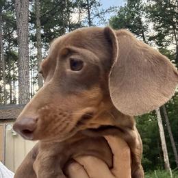 Spicy - Dachshund