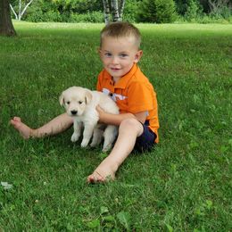Golden Retriever Puppies from Eagle Ridge Golden Retrievers
