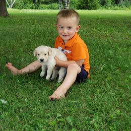 Golden Retriever Puppies from Eagle Ridge Golden Retrievers