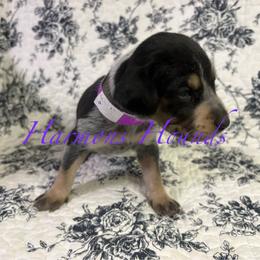 Cora - Blue ticked and tan female Bluetick Coonhound puppy in Mount Pleasant, Texas from Harmons Hounds