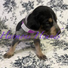 Cora - Blue ticked and tan female Bluetick Coonhound puppy in Mount Pleasant, Texas from Harmons Hounds