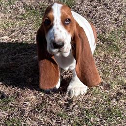 Wilber - Mahogany and white male Basset Hound puppy in Francesville, Indiana from Sandyhill Basset Hounds