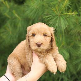 Burke - Caramel male Australian Labradoodle puppy in Williamstown, New York from Lewis Manor Labradoodles