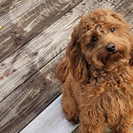 Assorted Doodle Crosses, Cavalier King Charles Spaniels, and Goldendoodles from Wookie Doodles