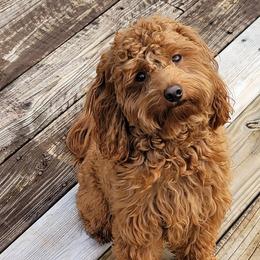 Assorted Doodle Crosses, Cavalier King Charles Spaniels, and Goldendoodles from Wookie Doodles