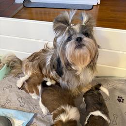 Honey Bee - Shih Tzu