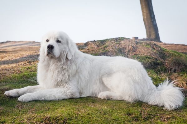 Find Polish Tatra Sheepdog puppies for sale