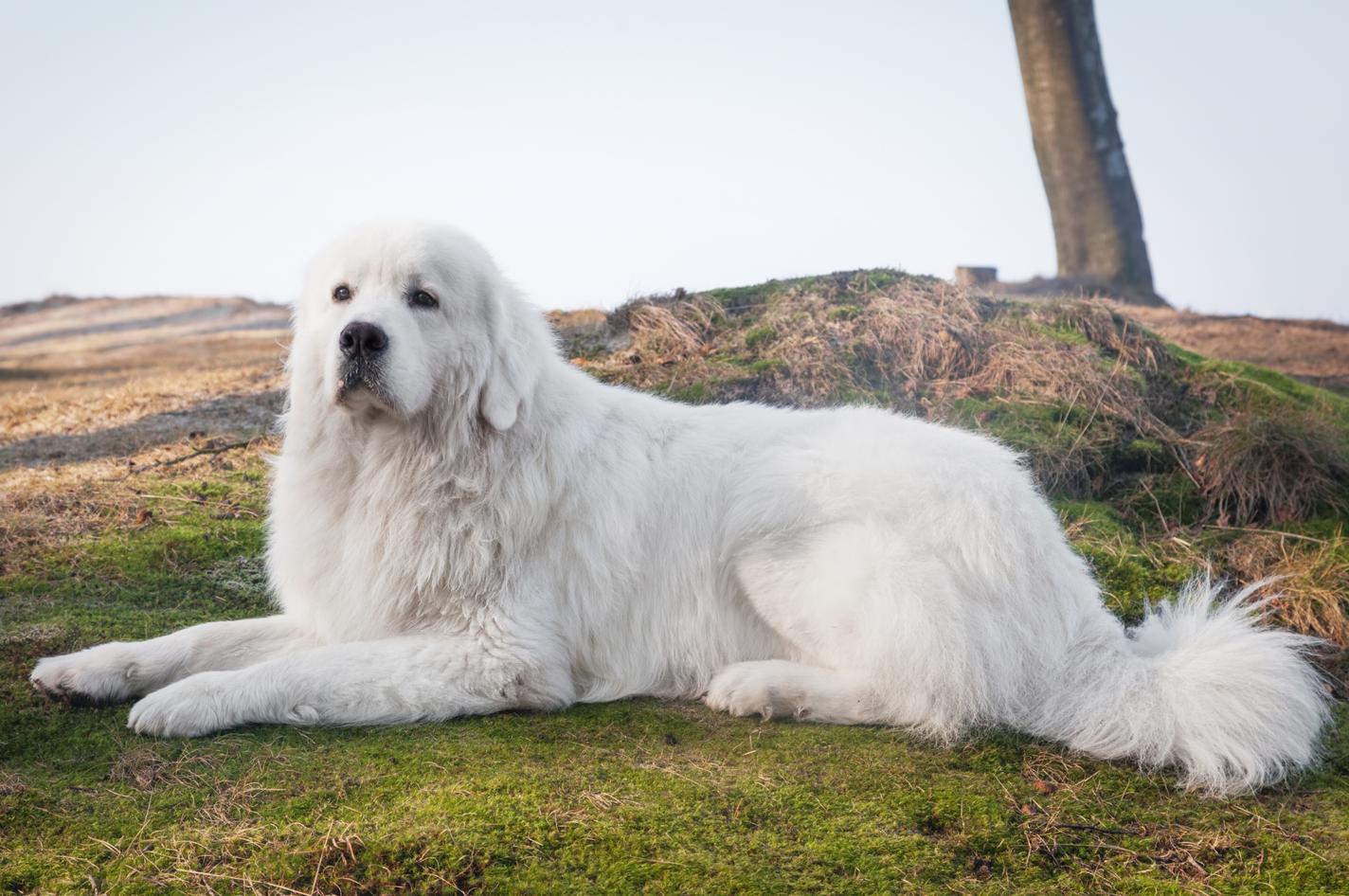 Polish Tatra Sheepdog