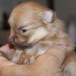 Millie Mae - Chocolate and tan female Pomeranian puppy in Dillon, Montana from Medicine Lodge Poms LLC