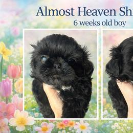 Boy 1 - Black and white male Shih Tzu puppy in Dallas, Texas from Almost Heaven Shih Tzu