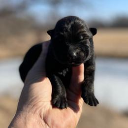 Tucker - Sable male German Shepherd puppy in Milan, Illinois from Stonewick German Shepherds