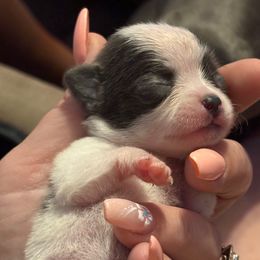Silvie - Blue and white female Chihuahua puppy in Beckemeyer, Illinois from Guardian’s of the Chihuahuas
