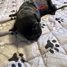 Boy 3 - male Cane Corso puppy in Scott County, Tennessee from Nuovo Inizi Kennels