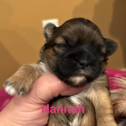 Hannah - Grizzle female Lhasa Apso puppy in Snover, Michigan from Lhasa Fur Life