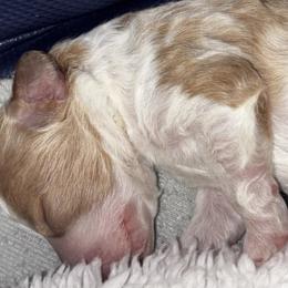 Cavapoo Puppies from Duryea Cavapoos
